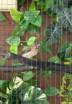 Japanse meeuwtjes, Dieren en Toebehoren, Meerdere dieren, Tropenvogel