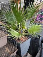Mooie Palmbomen in Pot, Volle zon, Vaste plant, Bloeit niet, Ophalen