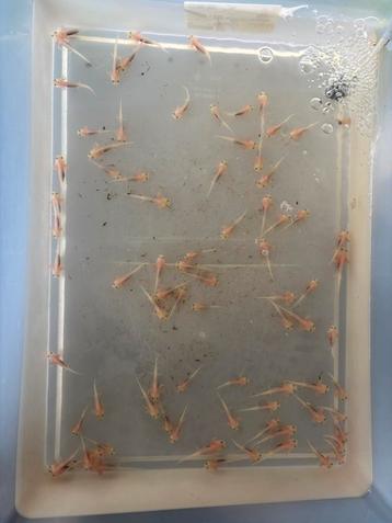 Baby axolotl beschikbaar voor biedingen