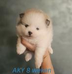 Pomeriaan reutje - met paspoort en gezondheidsboekje, Particulier, Keeshond, Reu, 8 tot 15 weken