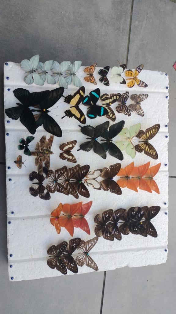 Geprepareerde vlinders, Dieren en Toebehoren, Insecten en Spinnen, Bijen