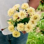 Tagetes erecta “Sugar&Spice” zaden, Ophalen of Verzenden, Voorjaar, Volle zon, Zaad