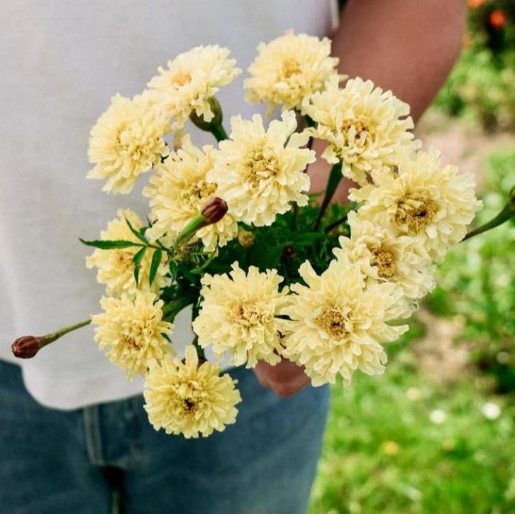 Tagetes erecta “Sugar&Spice” zaden, Tuin en Terras, Bloembollen en Zaden, Zaad, Voorjaar, Volle zon, Ophalen of Verzenden