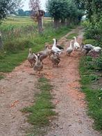 Ganzen., Dieren en Toebehoren, Pluimvee, Meerdere dieren, Gans of Zwaan