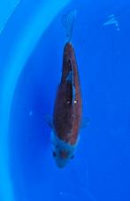 Koi doitsu tancho ochiba, Karper of Koi