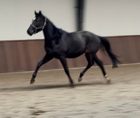 3,5 jarige zwarte dressuurparel, Dieren en Toebehoren, Paarden, Ruin, Dressuurpaard, 3 tot 6 jaar, Met stamboom