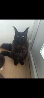 Maine Coon Kater, Dieren en Toebehoren, Katten en Kittens | Raskatten | Langhaar, Kater, Gechipt, 0 tot 2 jaar
