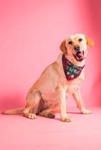 Help Pets Adoptie Retriever Husky en Alabay uit Servie, Particulier, Overige rassen, Buitenland, Parvo