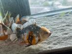 HQ Short Tail Oranda (Fancy Goldfish), Dieren en Toebehoren, Vissen | Aquariumvissen, Vis