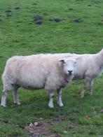 Schaap zware Texelaar Drachtig schapen, Dieren en Toebehoren, Vrouwelijk, Schaap