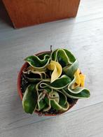 Hoya Compacta Variegata, Ophalen of Verzenden, Overige soorten, Minder dan 100 cm