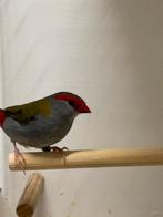 Dornastrilde, Dieren en Toebehoren, Meerdere dieren, Tropenvogel, Geringd