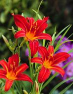 Hemerocallis 'Sammy Russell' - Daglelie🌿, Tuin en Terras, Ophalen of Verzenden, Zomer, Overige soorten, Halfschaduw