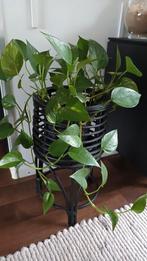 Scindapsus Aureus / Drakenklimop - Makkelijke Hangplant, Ophalen, Overige soorten, Halfschaduw, In pot