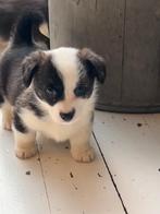 lief nestje corgi pups, Dieren en Toebehoren, Parvo, 8 tot 15 weken, Meerdere, Meerdere dieren