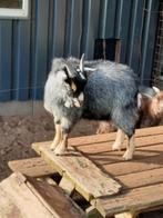 Te koop blauwschimmel tan dwerggeiten dek bok., Dieren en Toebehoren, Schapen, Geiten en Varkens, Mannelijk, Geit, 0 tot 2 jaar