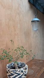 Industriële vintage kooilamp, Huis en Inrichting, Lampen | Hanglampen, Gebruikt, Vintage, Ophalen of Verzenden, Glas