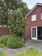 Perenboom, Ophalen, Volle zon, Overige soorten, 250 tot 400 cm