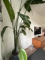 Strelitzia Nicolai Kamerplant, Ophalen, Overige soorten, Halfschaduw, In pot