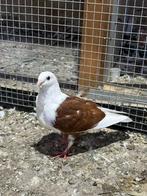 Vogels, Dieren en Toebehoren, Vogels | Duiven, Meerdere dieren, Overige soorten