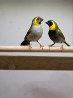 Diverse tropen te koop, Dieren en Toebehoren, Mannelijk, Tropenvogel