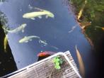 Koi vijver, Dieren en Toebehoren, Vissen | Vijvervissen, Overige soorten