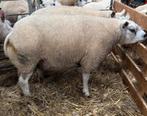 Te koop 3 of 4 stamboek Texelaar fokrammen 1 jaar oud, Dieren en Toebehoren, Schapen, Geiten en Varkens, Mannelijk, Schaap, 0 tot 2 jaar
