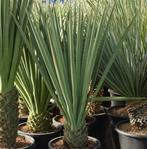 Winterharde Yucca Treculeana - sterke palmlelie voor buiten!, Volle zon, Vaste plant, Zomer, Ophalen