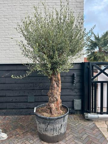 Olea europeae Olijfboom ruwe stam beschikbaar voor biedingen