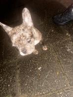 Franse bulldog pup teefje, Dieren en Toebehoren, Honden | Bulldogs, Pinschers en Molossers, Particulier, Rabiës (hondsdolheid)