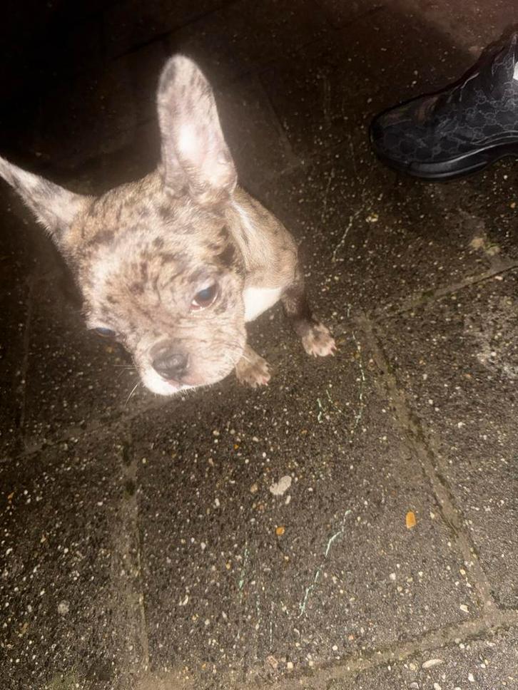 Franse bulldog pup teefje, Dieren en Toebehoren, Honden | Bulldogs, Pinschers en Molossers, Teef, Bulldog, Particulier, Eén hond