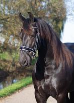 Brave lieve friese merrie, Dieren en Toebehoren, Paarden, Merrie, Met stamboom, B, 3 tot 6 jaar