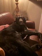 Louwie zoekt een nieuw thuis., Dieren en Toebehoren, Rabiës (hondsdolheid), Reu, Labrador retriever, Eén hond