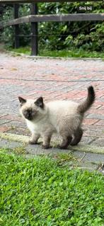 2 Ragdoll kittens (half), Dieren en Toebehoren, Katten en Kittens | Raskatten | Langhaar, Meerdere dieren, Ontwormd, 0 tot 2 jaar