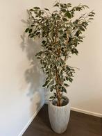 Kamer/living plant, Tuin en Terras, Planten | Tuinplanten, Ophalen, Bloeit niet, Overige soorten
