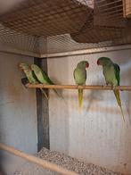 Alexander parkieten met dna, Dieren en Toebehoren, Vogels | Parkieten en Papegaaien, Meerdere dieren, Parkiet, Geringd