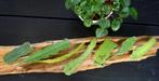 Epiphyllum - mooie soorten te koop, Huis en Inrichting, Ophalen of Verzenden, Halfschaduw, Minder dan 100 cm