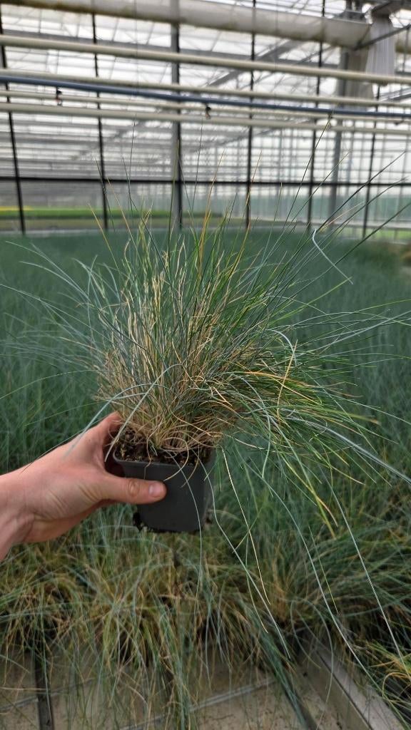 Restpartij Siergras - Festuca 500 stuks - super goedkoop, Tuin en Terras, Planten | Tuinplanten, Ophalen of Verzenden, Vaste plant