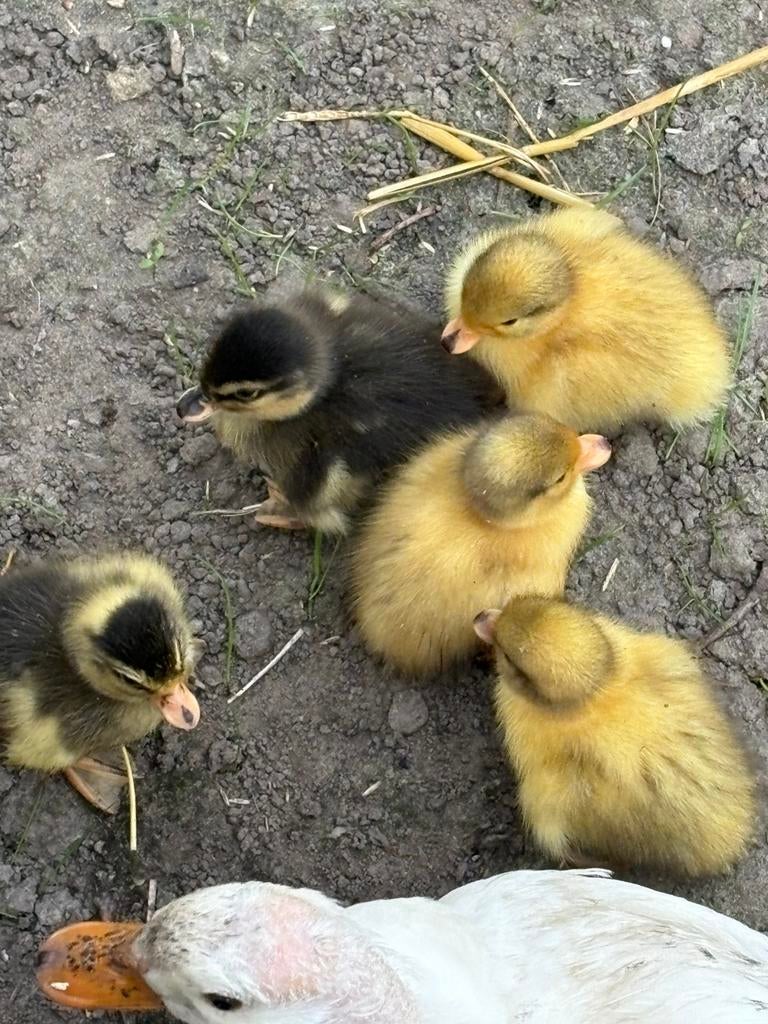 Jonge kwakers, Dieren en Toebehoren, Vrouwelijk, Eend