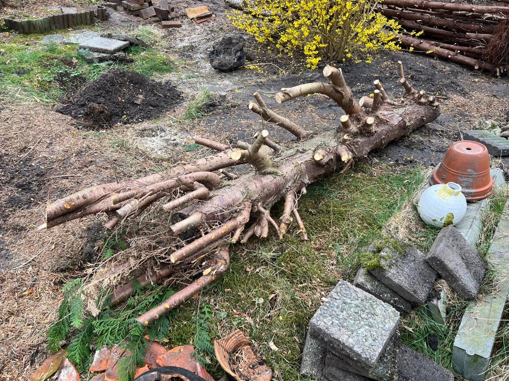 Te Koop : Brandhout Dennenhout Stammen Brand Hout Stam, Tuin en Terras, Haardhout, Minder dan 3 m³, Ophalen