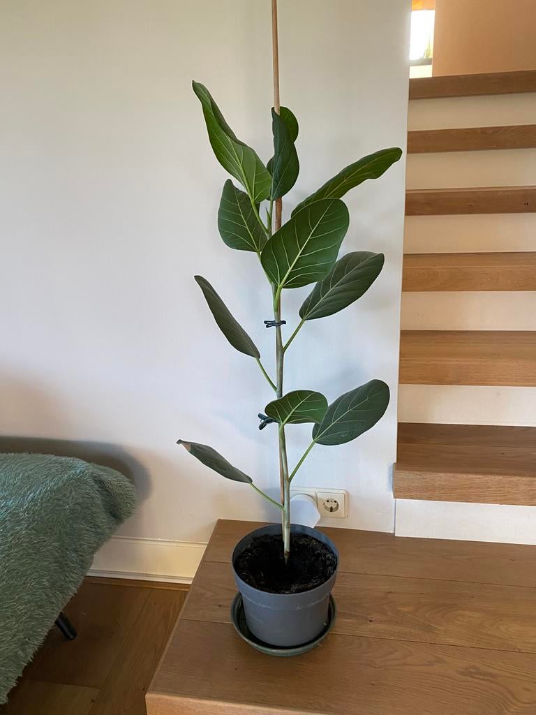 plant of kamerplant ficus elastica of rubberboom 70 cm, Huis en Inrichting, Kamerplanten, Ophalen, Ficus, Halfschaduw, Minder dan 100 cm
