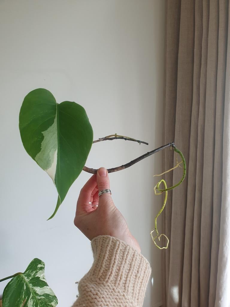 Monstera Variegata stekje uit wetstick - geworteld, Ophalen, Overige soorten, Halfschaduw, Minder dan 100 cm