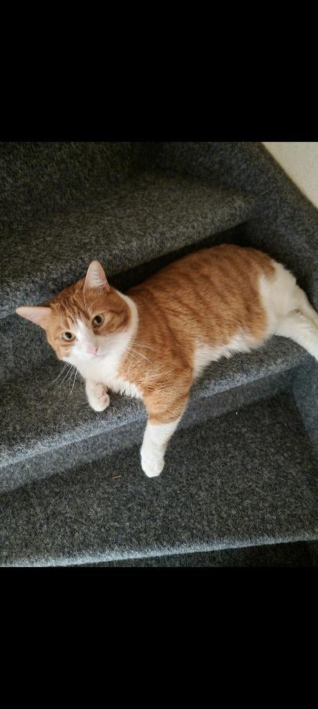 Gouden mandje gezocht voor onze katten, Poes