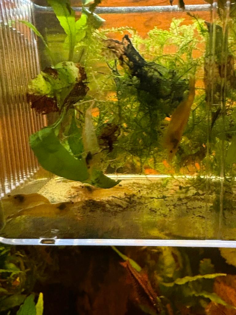 Aquarium citroen garnalen (gele garnalen), Kreeft, Krab of Garnaal