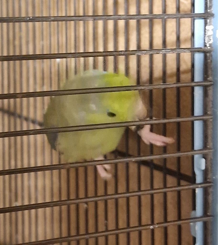 Een forpus (man) 9 manden oud, Dieren en Toebehoren, Vogels | Parkieten en Papegaaien, Mannelijk, Parkiet