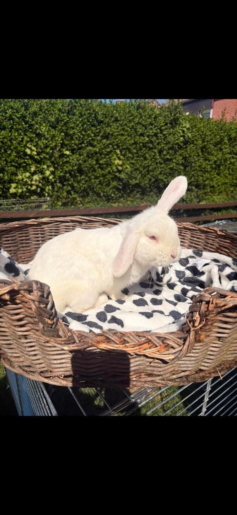 Hangoor ram, Dieren en Toebehoren, Konijnen, Mannelijk, Dwerg, Hangoor, 0 tot 2 jaar