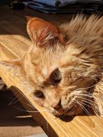 Huisdierenoppas, kattenoppas bij u thuis, Particuliere oppas