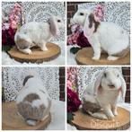 Lieve, grappige gecastr rex hangoordwerg RAM KNUFFELHUISJE, Mannelijk, Dwerg, Hangoor, 0 tot 2 jaar