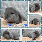 Lieve & mooie raszuivere jonge Franse Hangoor konijntjes, Meerdere dieren, Groot, Hangoor, 0 tot 2 jaar