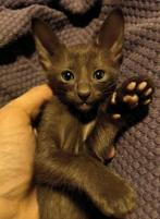 Kittens, Ooster korthaar kittens, oriental kittens, pete...
